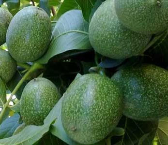 قیمت نهال گردو فرانکت قیمت نهال گردو فرانکت