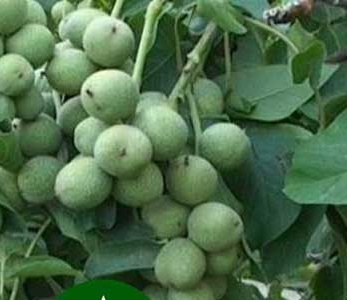 قیمت نهال گردو خوشه ای اسرائیلی قیمت نهال گردو خوشه ای اسرائیلی