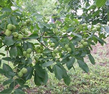 خرید نهال گردو فرنور 