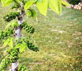 خرید نهال گردو روند خرید نهال گردو روند