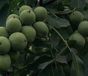 قیمت نهال گردو لارا قیمت نهال گردو لارا