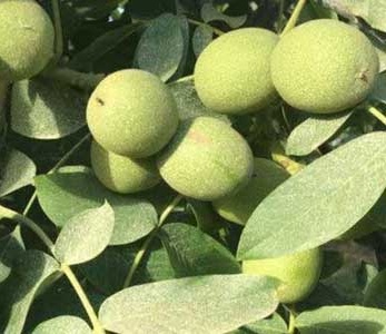 قیمت نهال گردو وینا قیمت نهال گردو وینا