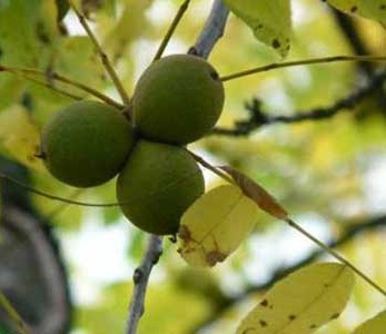 قیمت نهال گردو کاما قیمت نهال گردو کاما