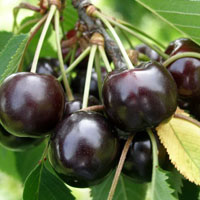 خرید نهال گیلاس