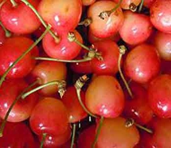 خرید نهال گیلاس ناپلئونی خرید نهال گیلاس ناپلئونی