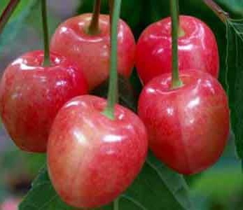 خرید نهال گیلاس پروتیوا خرید نهال گیلاس پروتیوا