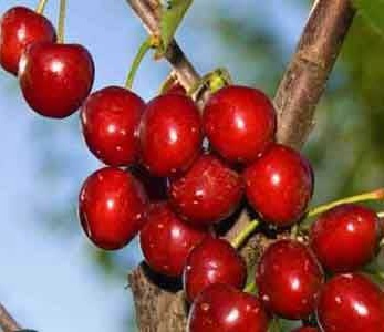 خرید نهال گیلاس فرنگی خرید نهال گیلاس فرنگی