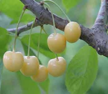 خرید نهال گیلاس شیشه ای خرید نهال گیلاس شیشه ای