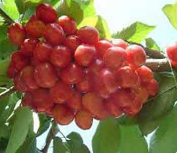 خرید نهال گیلاس پیش رس سیلویا خرید نهال گیلاس پیش رس سیلویا