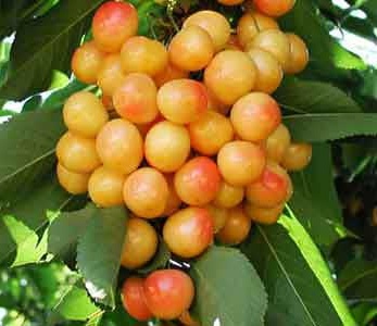 خرید نهال گیلاس زرد ارومیه خرید نهال گیلاس زرد ارومیه