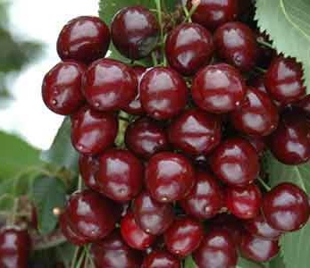 خرید نهال گیلاس خوشه ای رژینا خرید نهال گیلاس خوشه ای رژینا