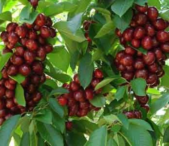 خرید نهال گیلاس خوشه ای بینگ خرید نهال گیلاس خوشه ای بینگ