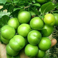 خرید نهال گوجه سبز