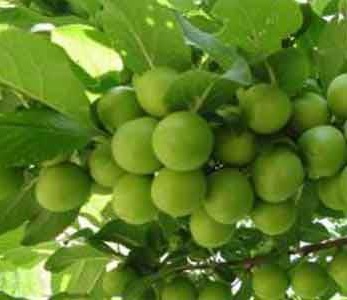 قیمت نهال گوجه سبز شهریار قیمت نهال گوجه سبز شهریار