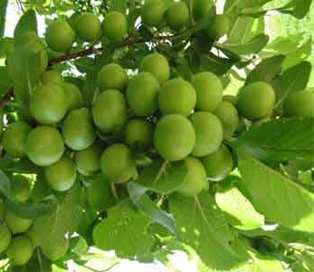 قیمت نهال گوجه سبز ملایر قیمت نهال گوجه سبز ملایر