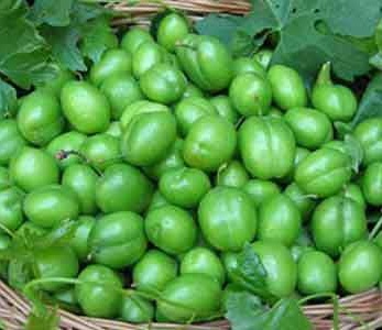 قیمت نهال گوجه سبز سررودی قیمت نهال گوجه سبز سررودی