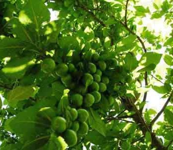 قیمت نهال گوجه سبز برغان قیمت نهال گوجه سبز برغان