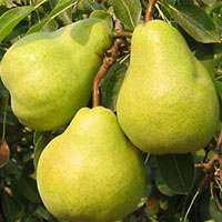 خرید نهال گلابی