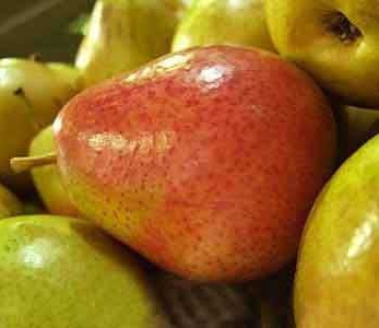 قیمت نهال گلابی ویلیام دوشس قیمت نهال گلابی ویلیام دوشس