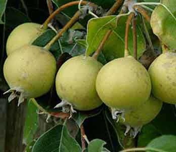 قیمت نهال گلابی جنگلی قیمت نهال گلابی جنگلی