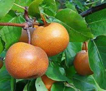 قیمت نهال گلابی پرتقالی - گلابی ناشی قیمت نهال گلابی پرتقالی - گلابی ناشی