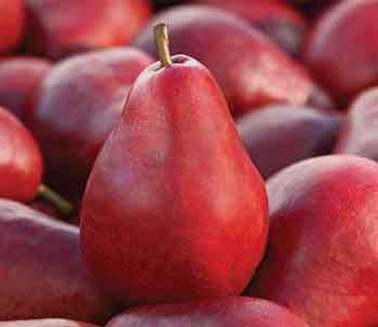 قیمت نهال گلابی آنجو - گلابی پوست قرمز قیمت نهال گلابی آنجو - گلابی پوست قرمز