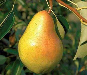 قیمت نهال گلابی اسپادانا قیمت نهال گلابی اسپادانا