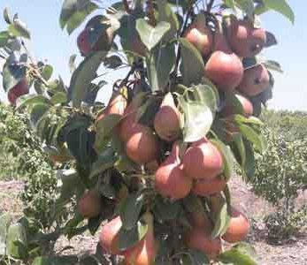 قیمت نهال گلابی نطنز قیمت نهال گلابی نطنز