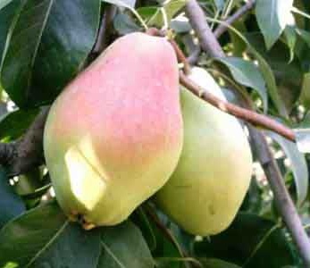 قیمت نهال گلابی سانتا ماریا قیمت نهال گلابی سانتا ماریا