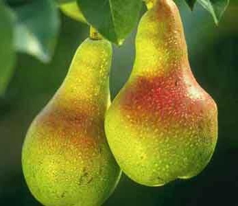 قیمت نهال گلابی دم کج قیمت نهال گلابی دم کج