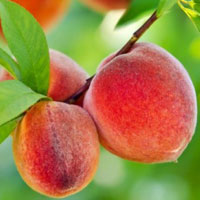 خرید نهال هلو