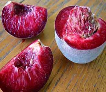 قیمت نهال هلو خونی قیمت نهال هلو خونی