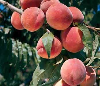 قیمت نهال هلو فرانسه پیش رس قیمت نهال هلو فرانسه پیش رس