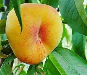 قیمت نهال هلو انجیری عسلی قیمت نهال هلو انجیری عسلی