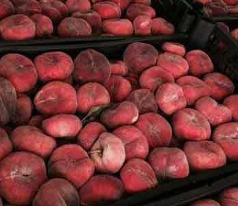 قیمت نهال هلو انجیری خونی قیمت نهال هلو انجیری خونی