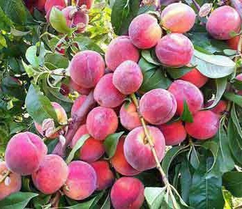 قیمت نهال هلو ۶۰ روزه قیمت نهال هلو ۶۰ روزه