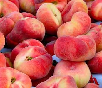 قیمت نهال هلو انجیری زود رس قیمت نهال هلو انجیری زود رس