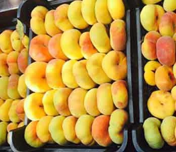 قیمت نهال هلو انجیری زعفرانی قیمت نهال هلو انجیری زعفرانی