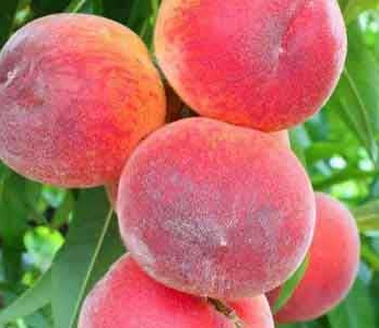 قیمت نهال هلو سرخابی - هلو سرخ آبی قیمت نهال هلو سرخابی - هلو سرخ آبی