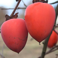 خرید نهال خرمالو