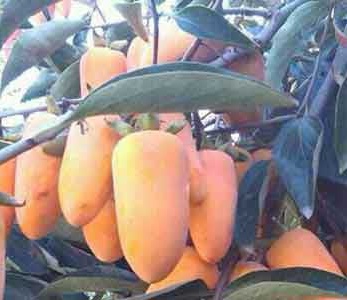 قیمت نهال خرمالو موزی قیمت نهال خرمالو موزی