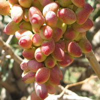 خرید نهال پسته