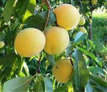 خرید نهال شلیل زرد مشهد خرید نهال شلیل زرد مشهد