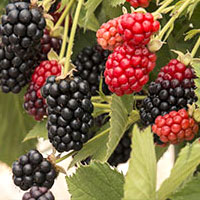 خرید نهال توت