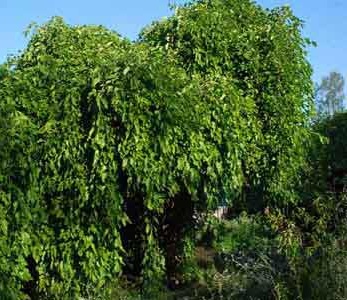 خرید نهال توت مجنون خرید نهال توت مجنون