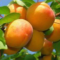 خرید نهال زردآلو