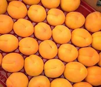 قیمت نهال زردآلو انبه ای - به شکل انبه قیمت نهال زردآلو انبه ای - به شکل انبه