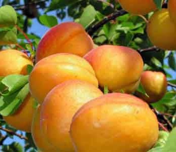 قیمت نهال زردآلو اردواباد قیمت نهال زردآلو اردواباد