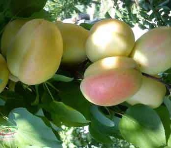 قیمت نهال زردآلو ملایر قیمت نهال زردآلو ملایر